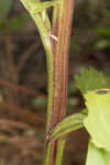 Florida cacalia